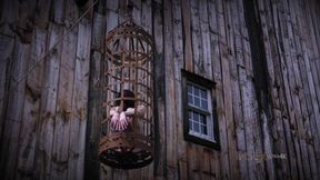 In Farm With Rain Degre